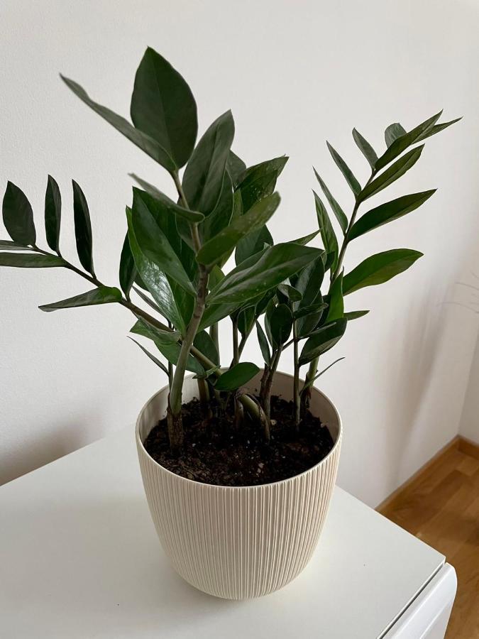 Paris Apartment -Free Private Parking ノヴィ・サド エクステリア 写真